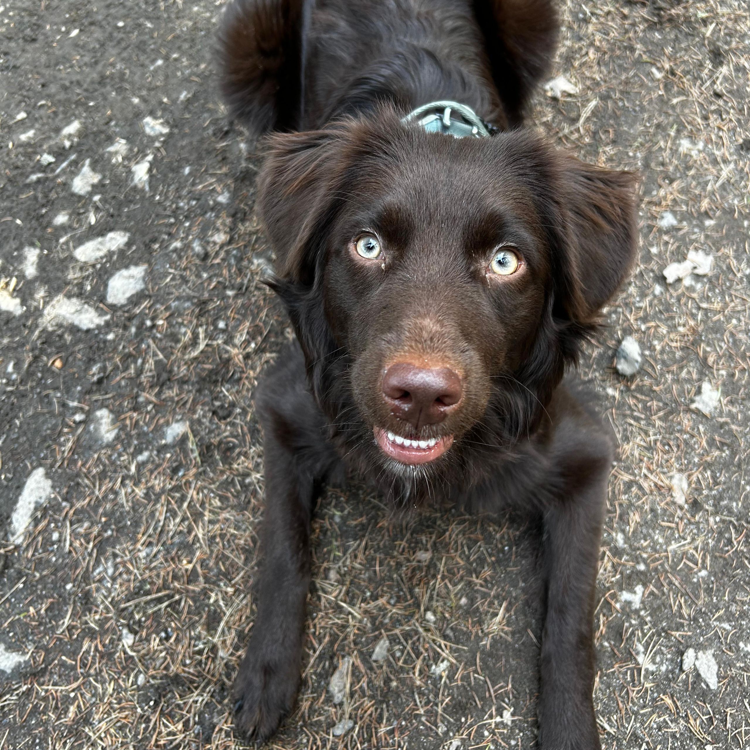 Soutěžní fotografie - Rozinka,  Australský ovčák