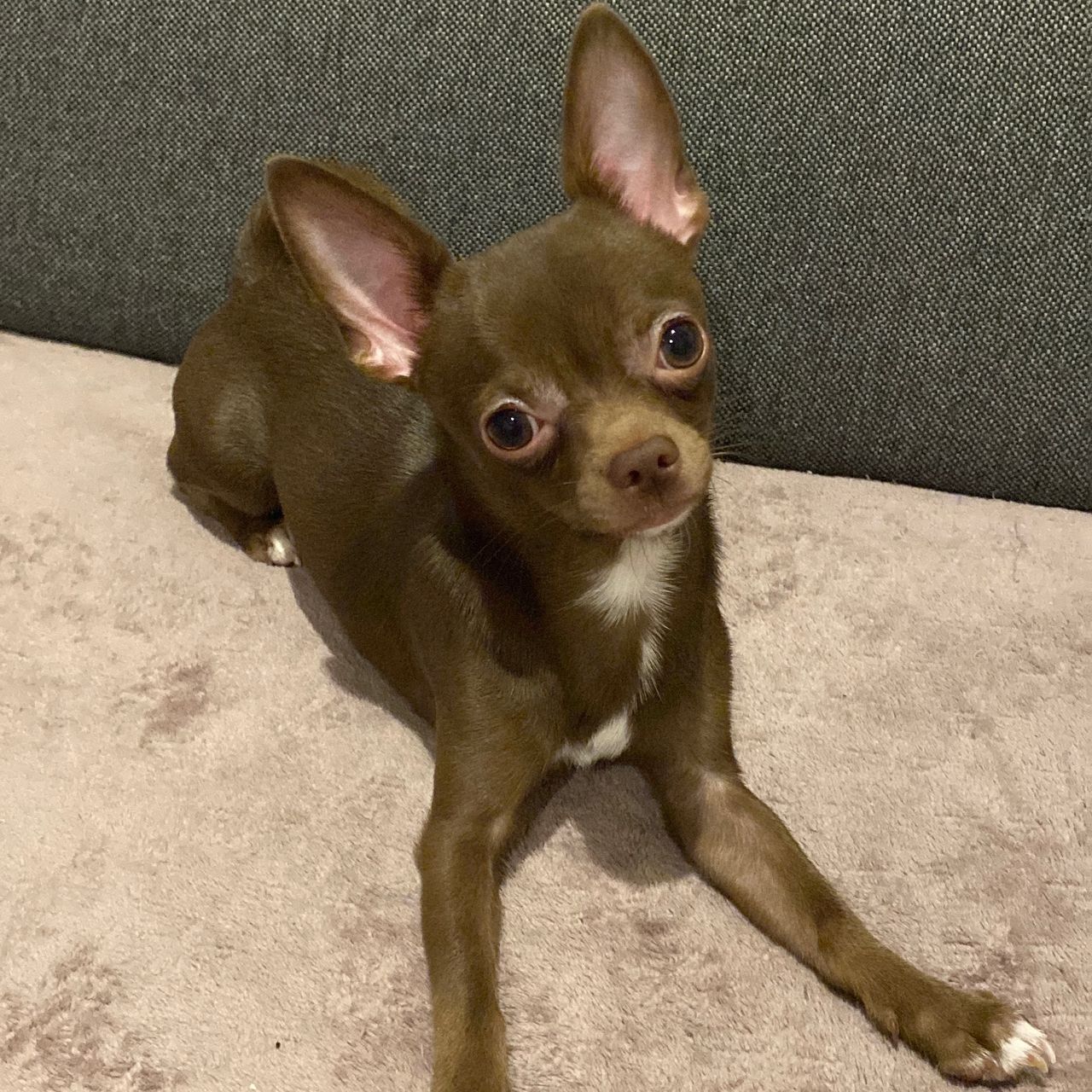 Soutěžní fotografie - Marley,  Čivava krátkosrstá