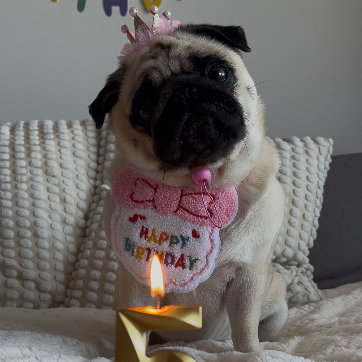 Soutěžní fotografie - Molly,  Mops