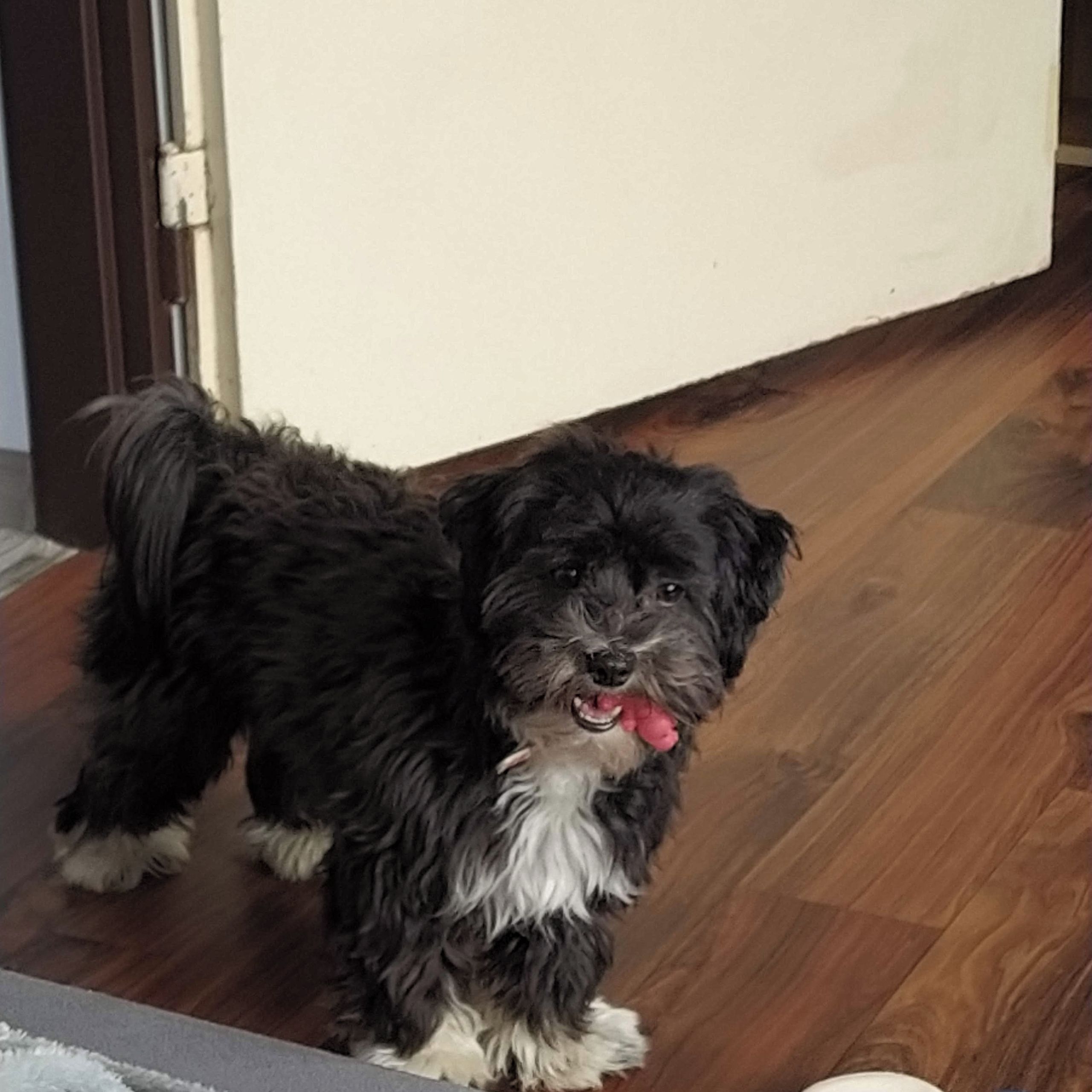 Soutěžní fotografie - Ellie,  Havanský psík