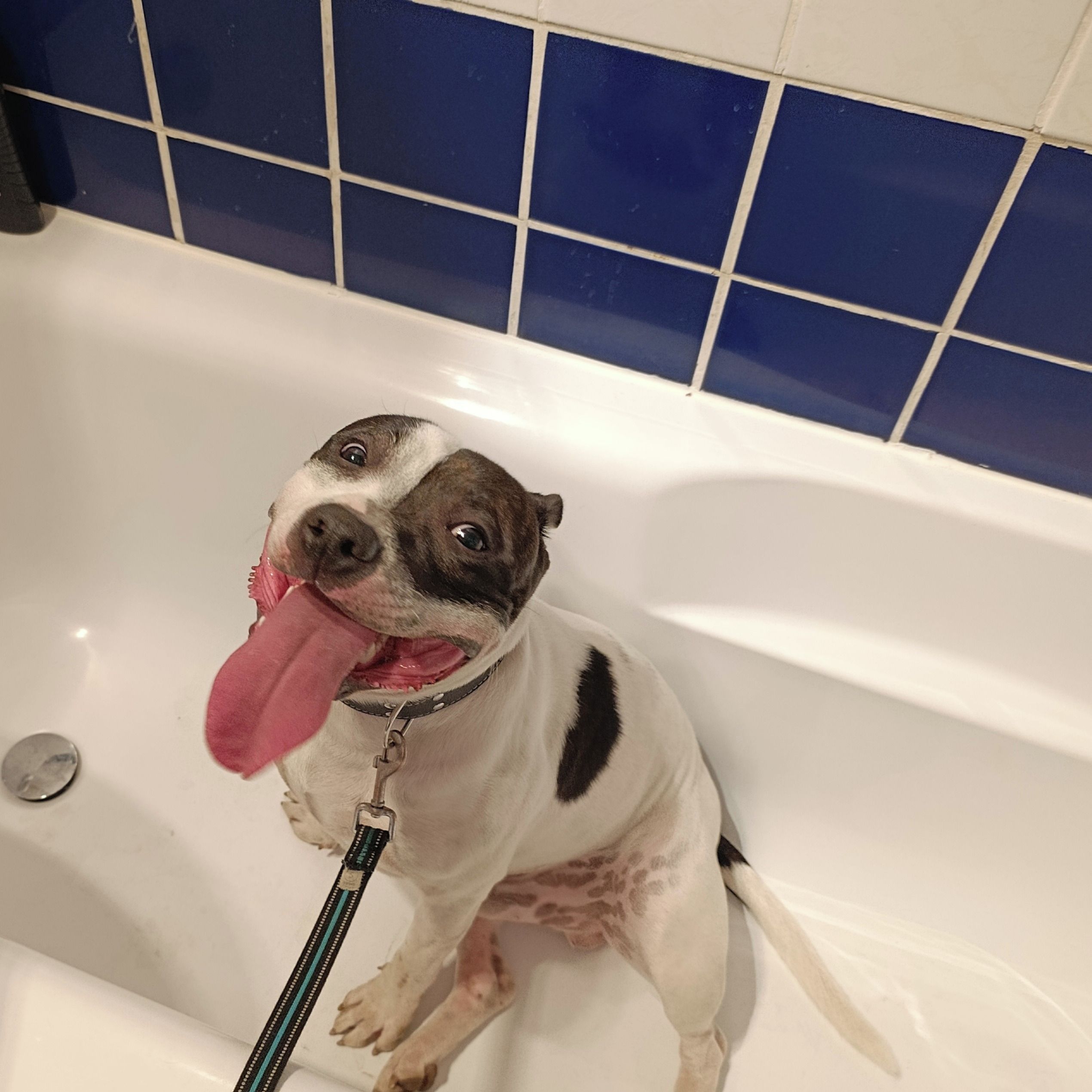 Soutěžní fotografie - Groot,  Stafordšírský bullterier