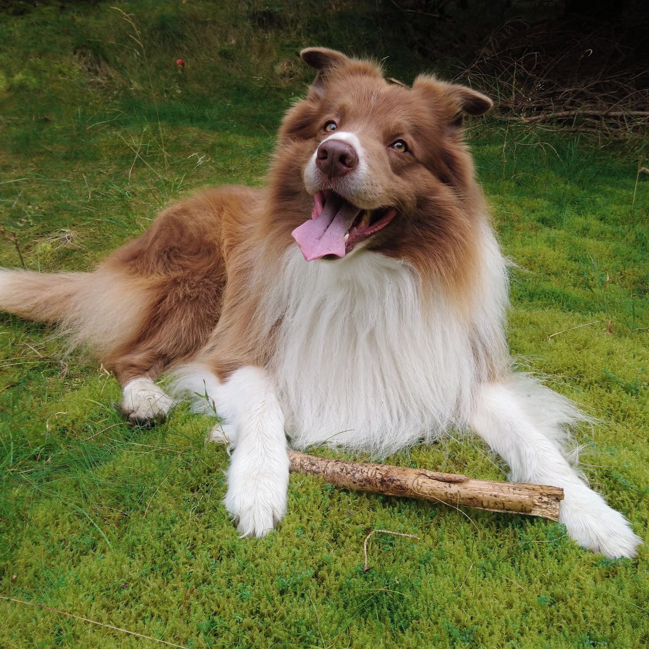 Soutěžní fotografie - Ares,  Border kolie