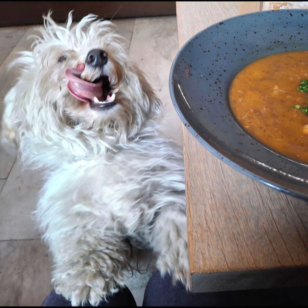 Soutěžní fotografie - Matýsek,  Bišonek