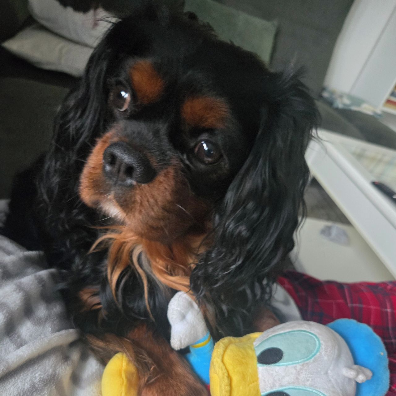 Soutěžní fotografie - Lokorotondo,  Kavalír King Charles španěl