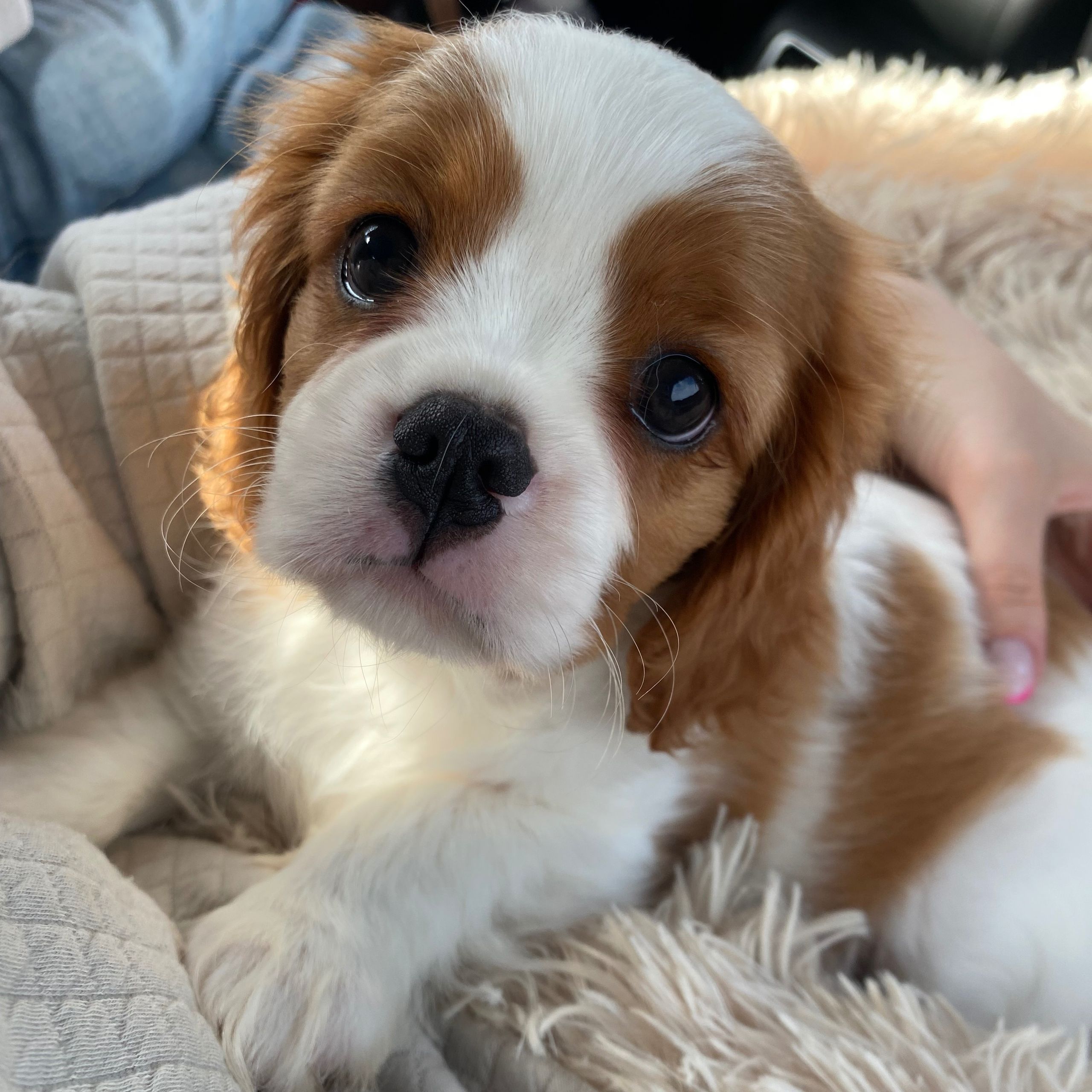 Soutěžní fotografie - Rio,  Kavalír King Charles španěl