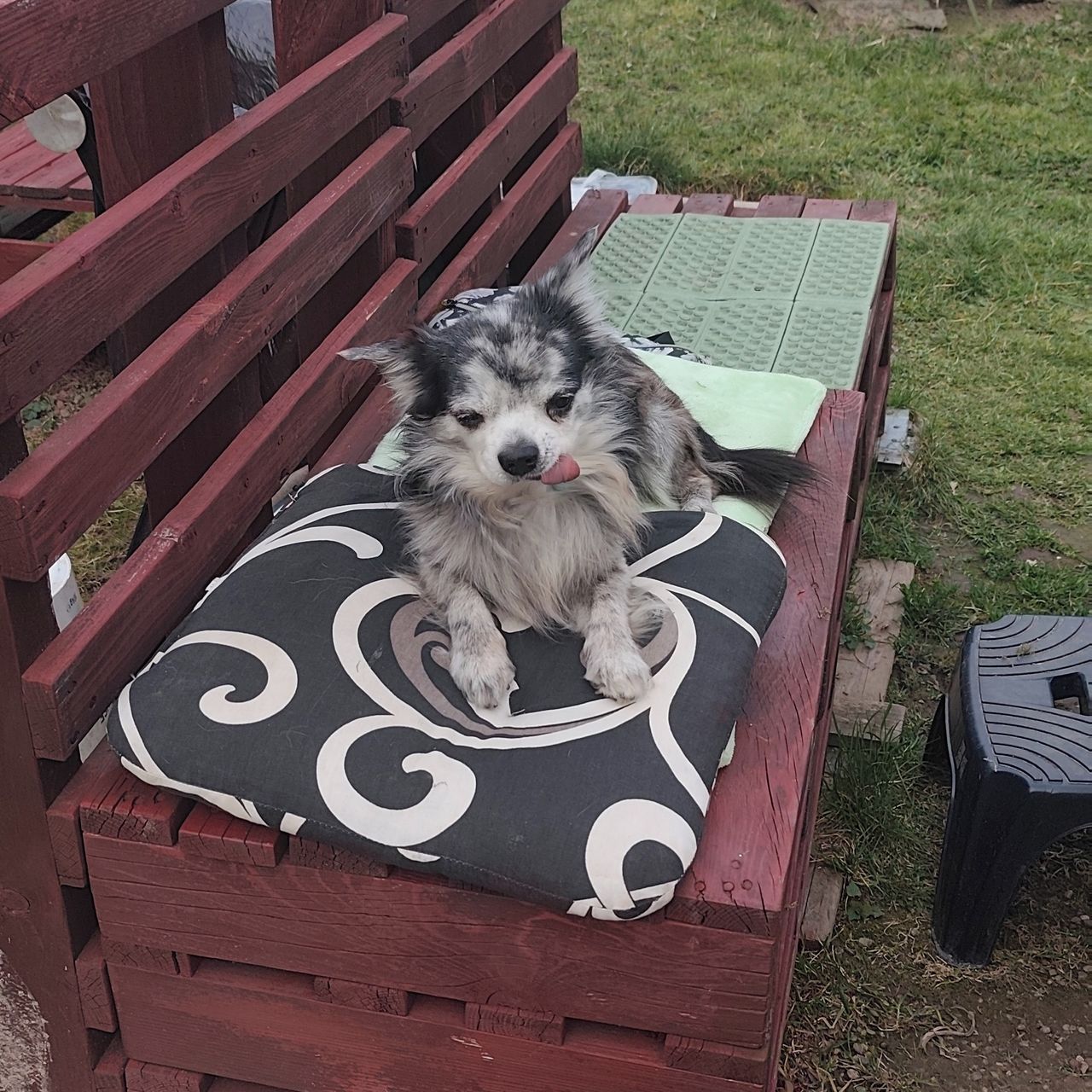 Soutěžní fotografie - Apollo,  Čivava