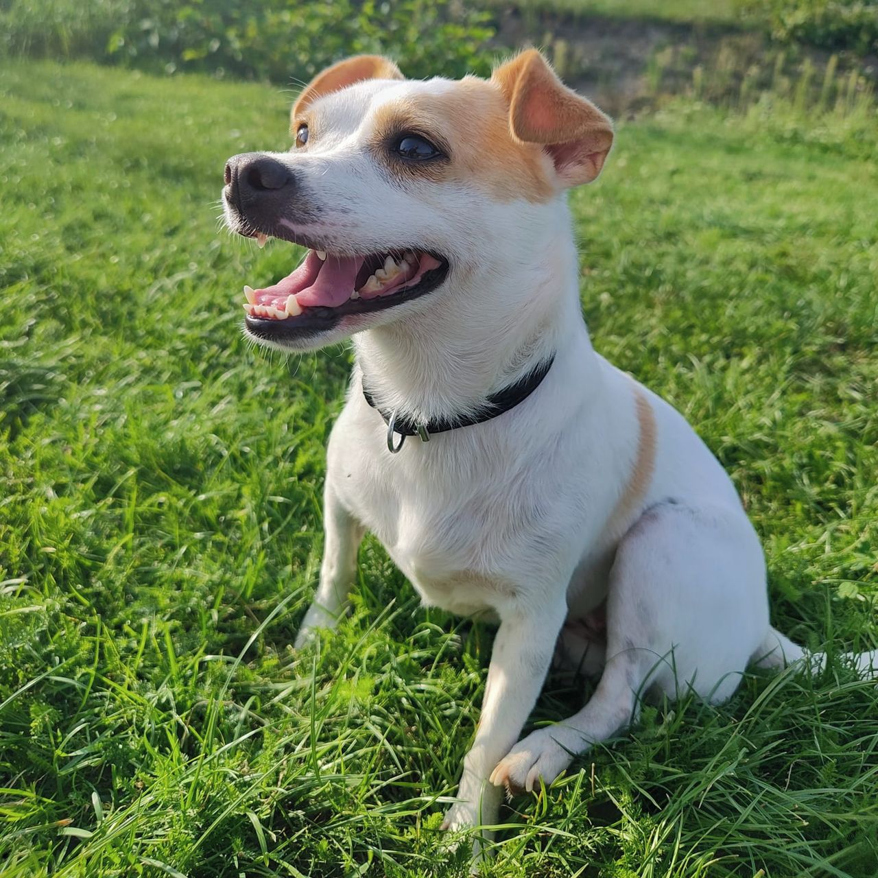 Soutěžní fotografie - Ginny,  Jack Russell Teriér