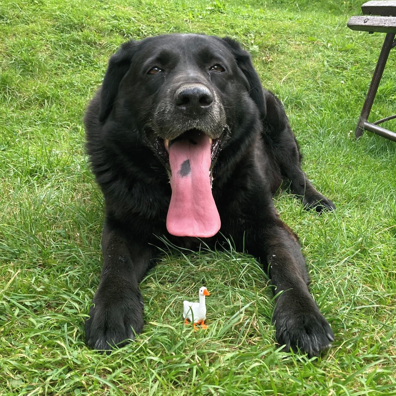 Soutěžní fotografie - Bruce,  Ostatní