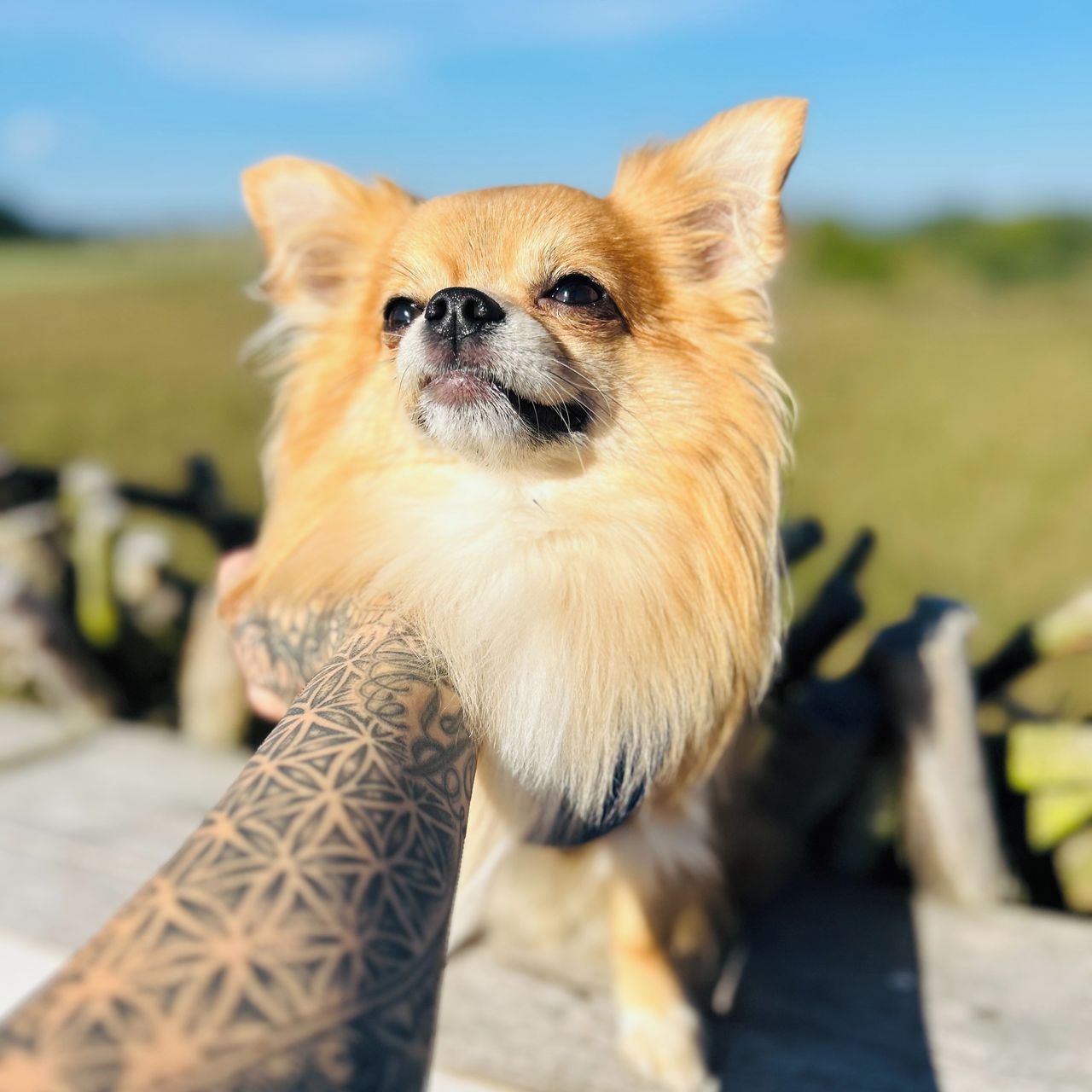 Soutěžní fotografie - Mickey,  Čivava dlouhosrstá