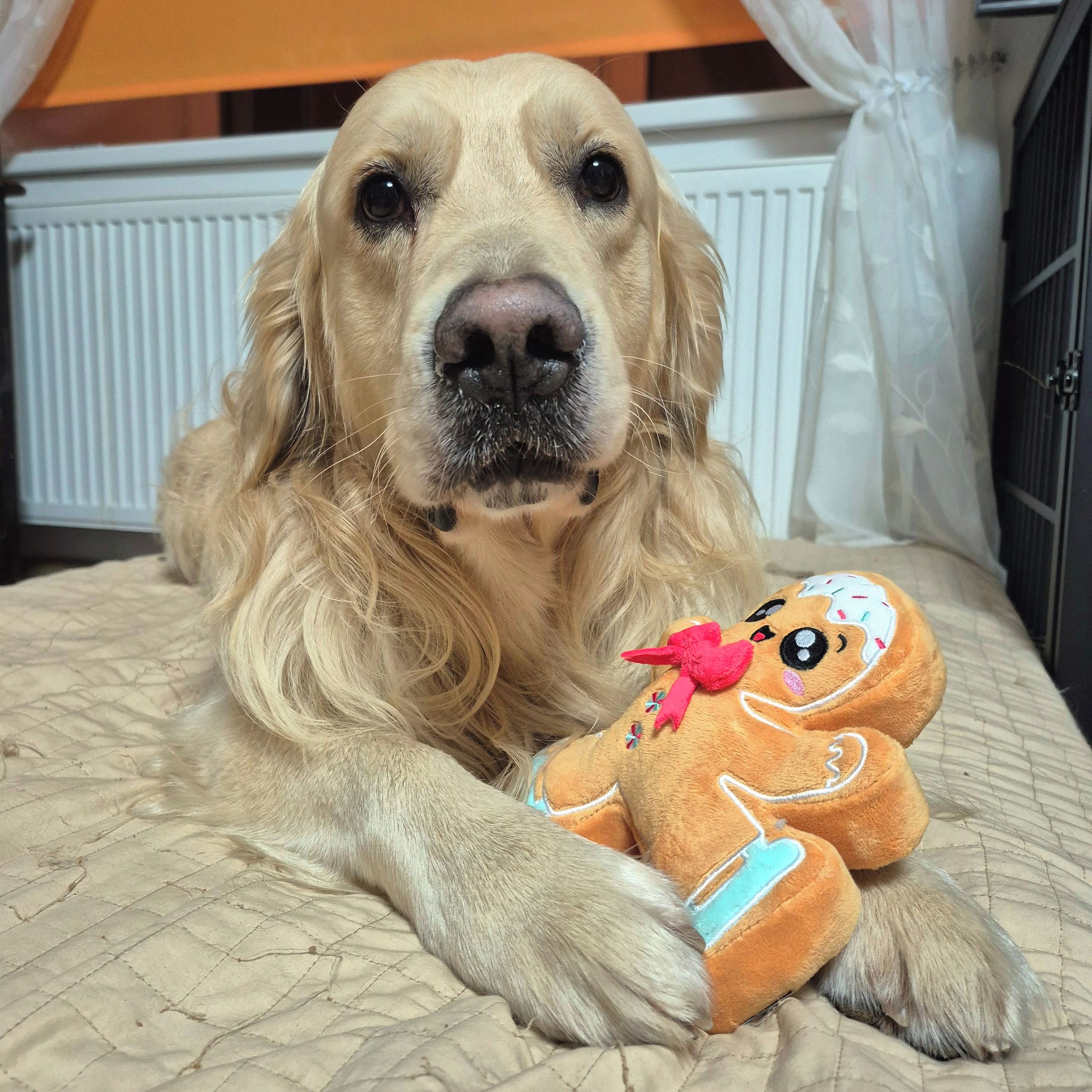 Soutěžní fotografie - Walda,  Zlatý retriever