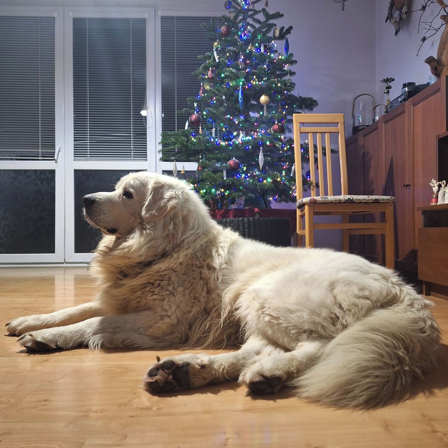 Soutěžní fotografie - Orion,  Podhalaňský ovčák