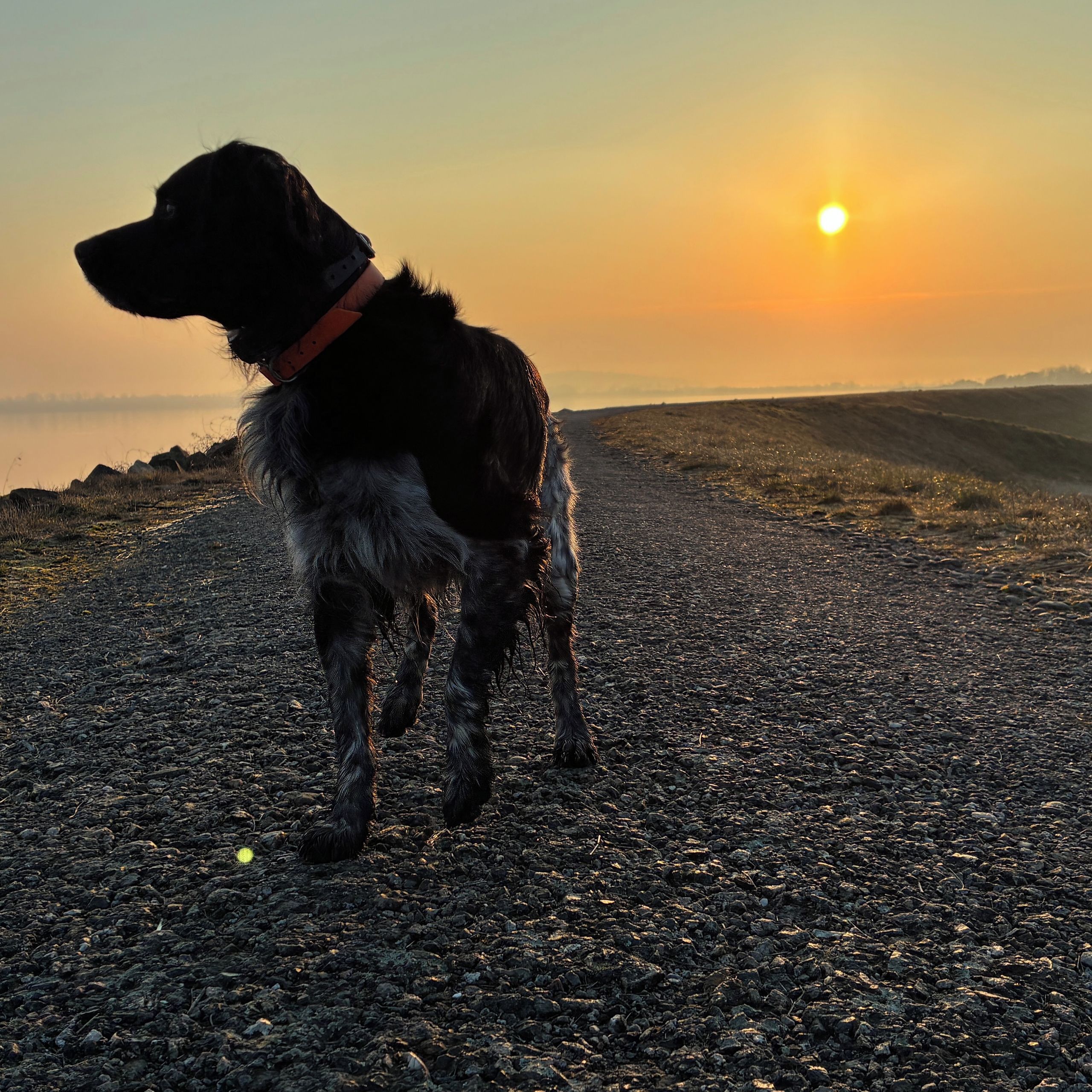 Soutěžní fotografie - Yuki,  Bretaňský ohař dlouhosrstý