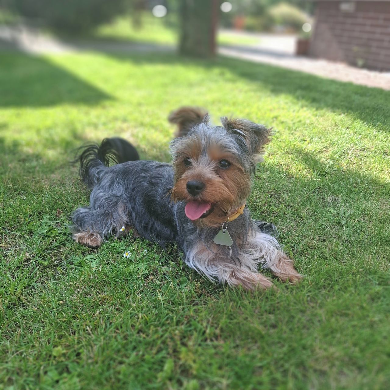 Soutěžní fotografie - Lili,  Yorkšírský terier