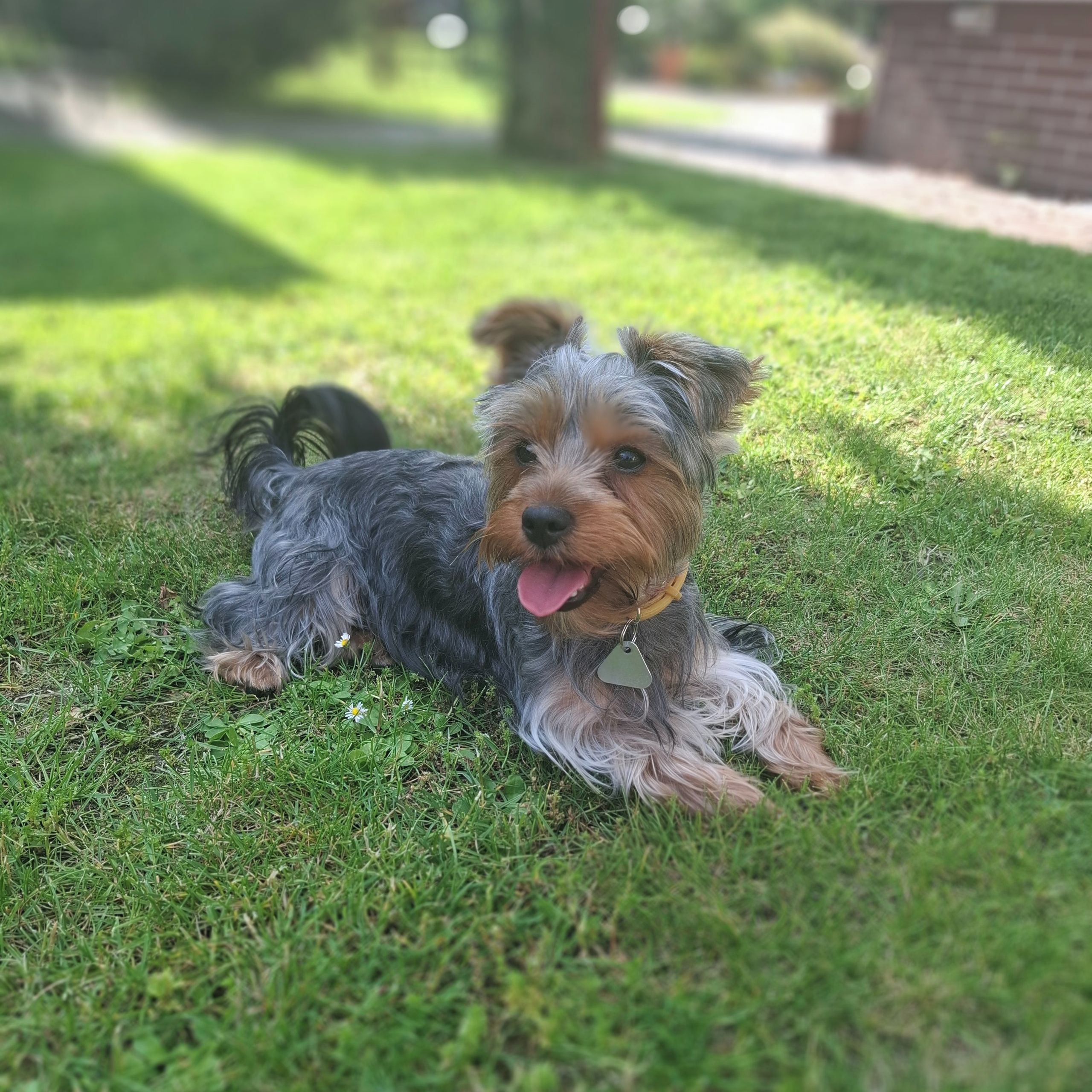 Soutěžní fotografie - Lili,  Yorkšírský terier