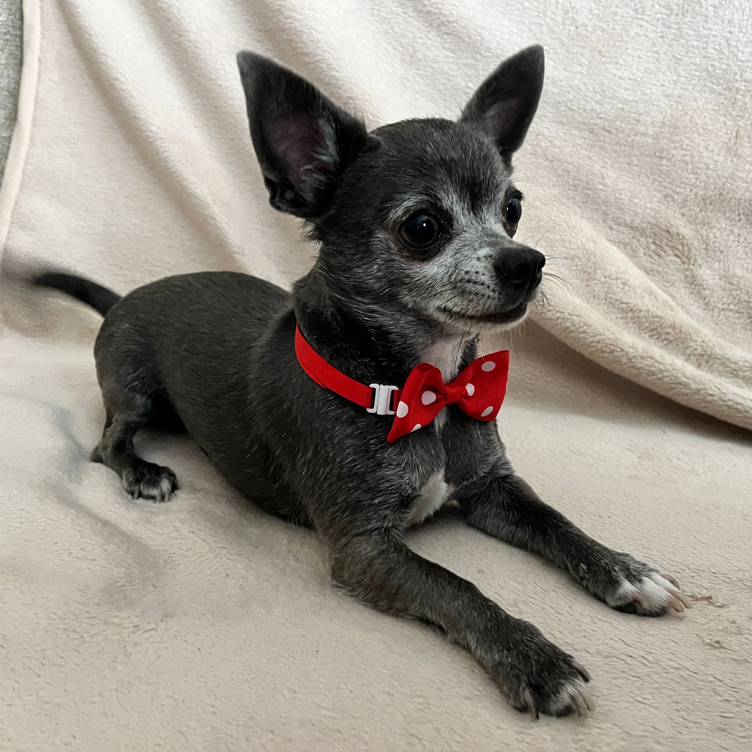 Soutěžní fotografie - Sam,  Čivava