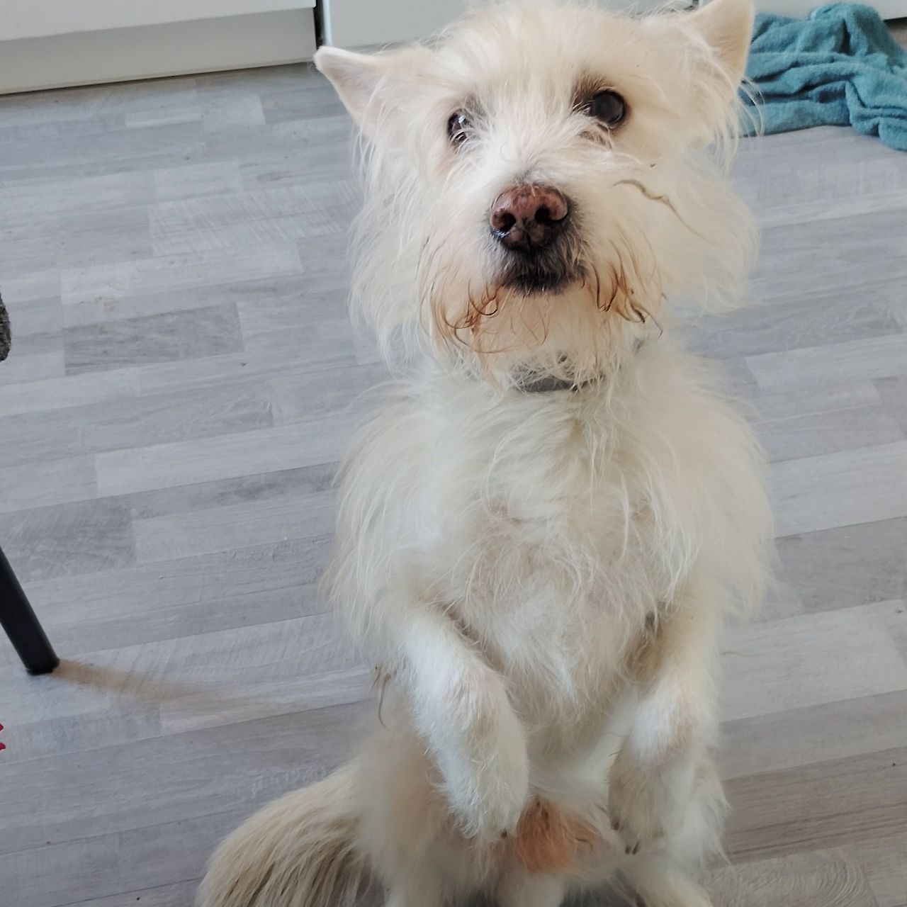 Soutěžní fotografie - Falko,  Ostatní