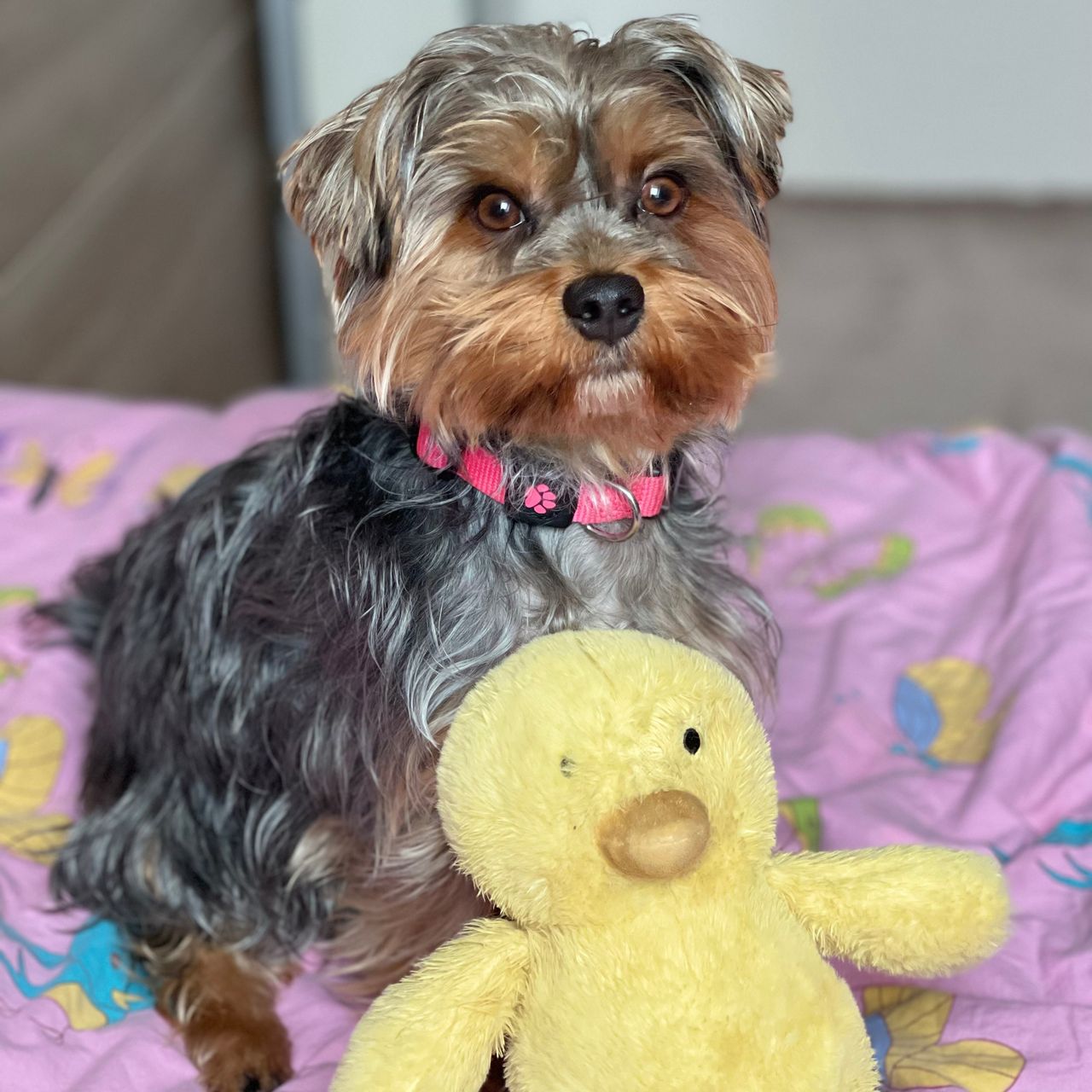 Soutěžní fotografie - Cookie,  Yorkšírský terier
