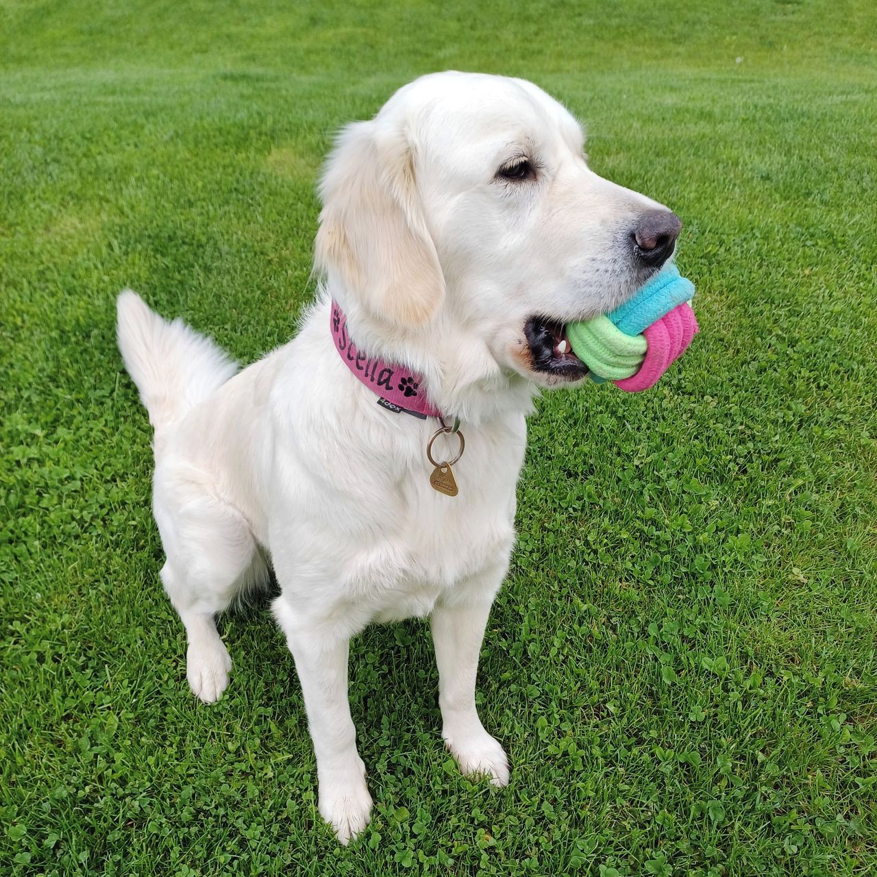 Soutěžní fotografie - Stella,  Zlatý retriever