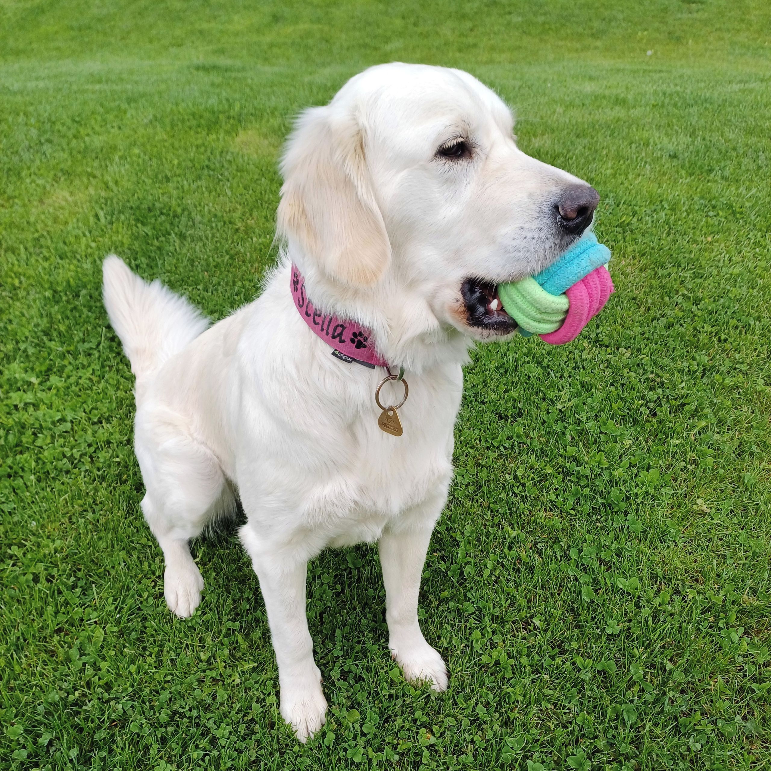 Soutěžní fotografie - Stella,  Zlatý retriever