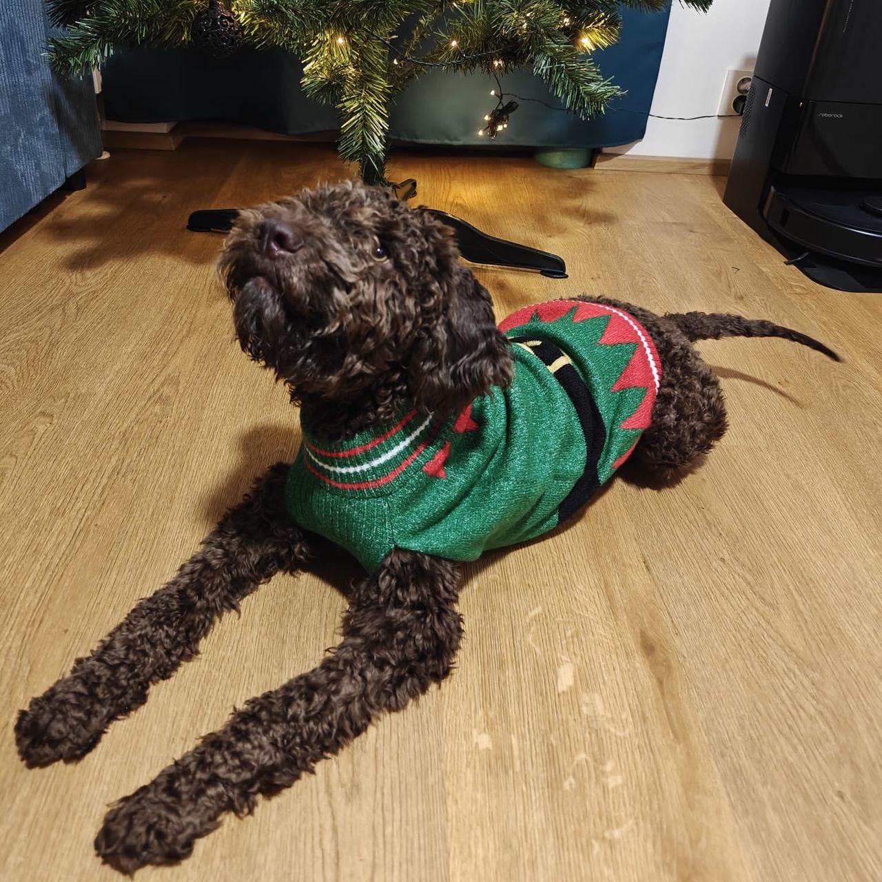 Soutěžní fotografie - Koffie,  Lagotto romagnolo