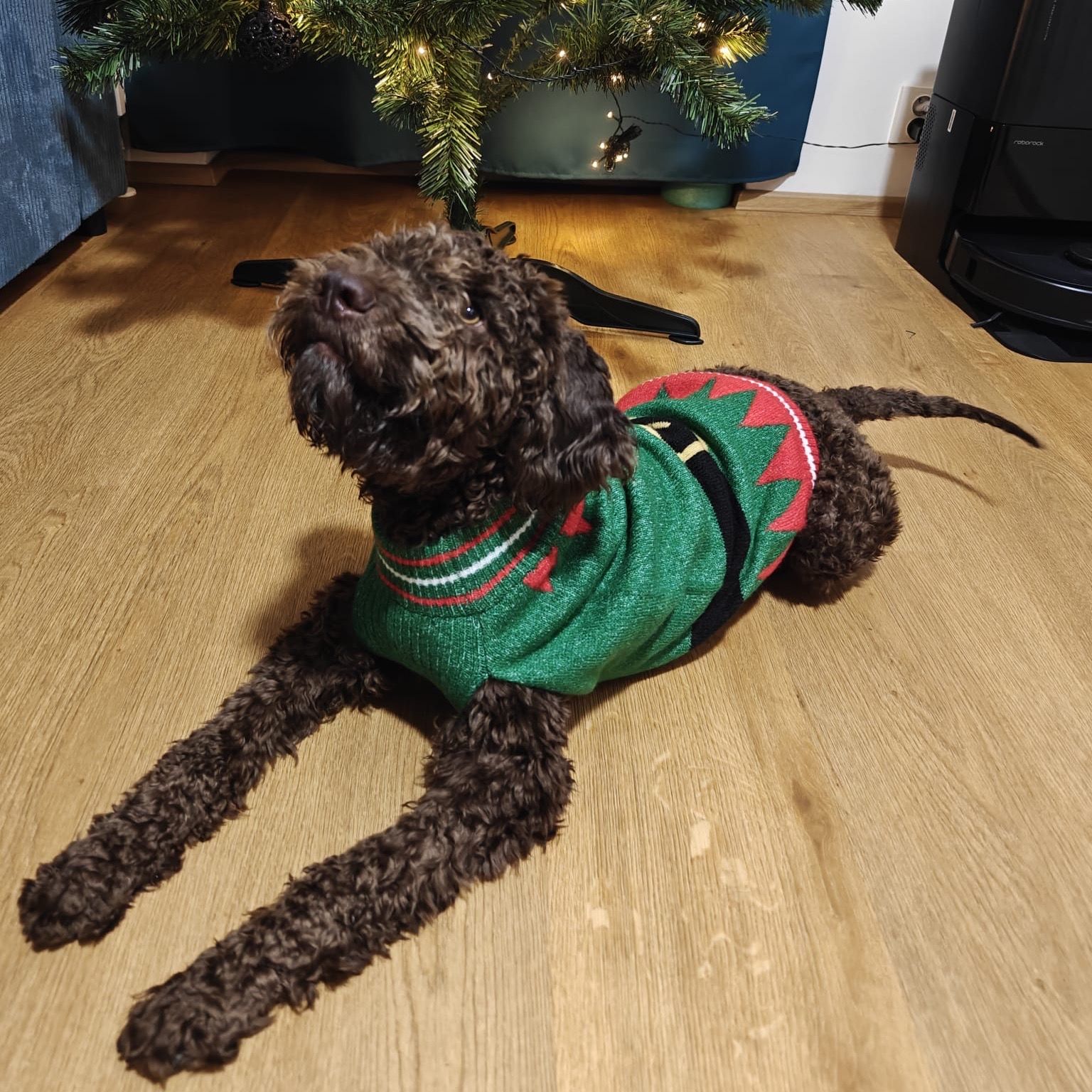 Soutěžní fotografie - Koffie,  Lagotto romagnolo