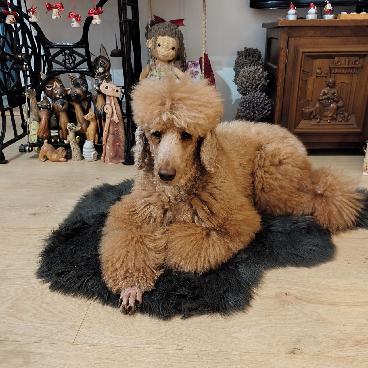 Soutěžní fotografie - Karolínka,  Pudl