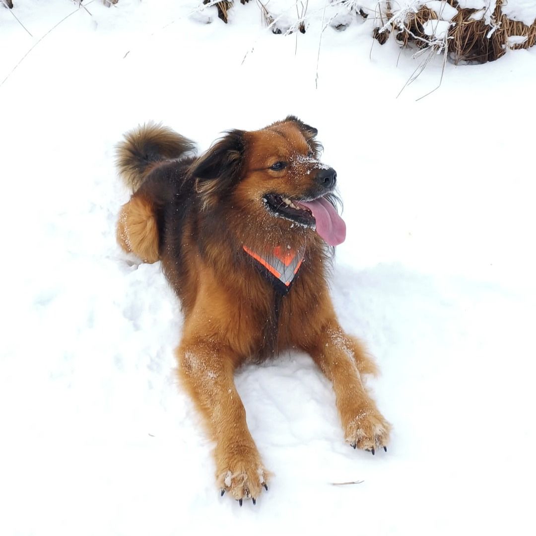 Soutěžní fotografie - Buddy,  Ostatní