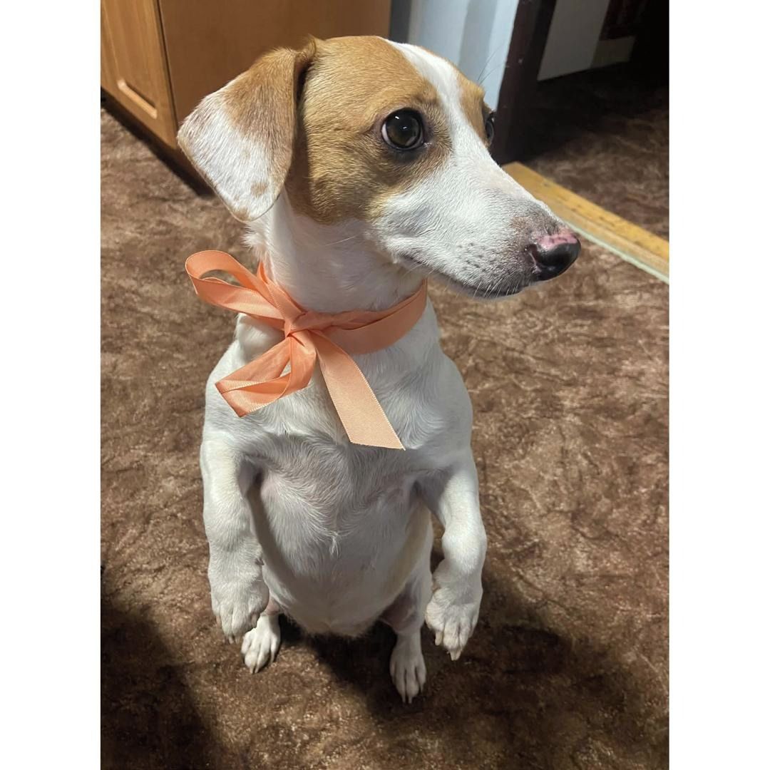 Soutěžní fotografie - Ťapinka alias Dušana,  Ostatní