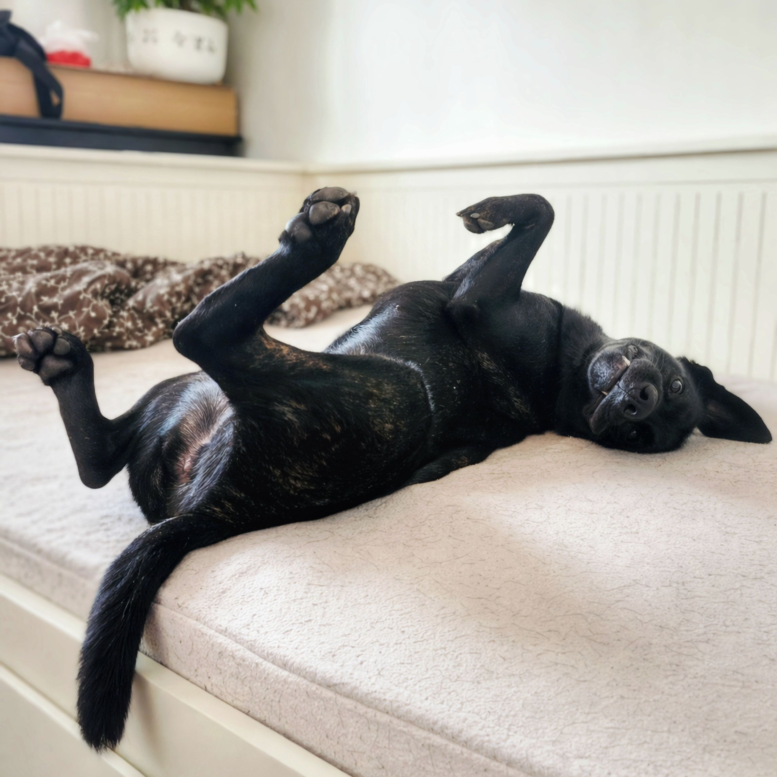 Soutěžní fotografie - Izzy,  Labradorský retriever