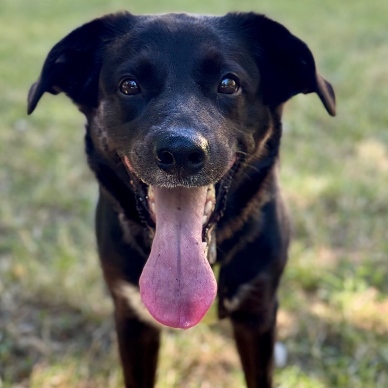 Soutěžní fotografie - Toby,  Uruguajský cimarron