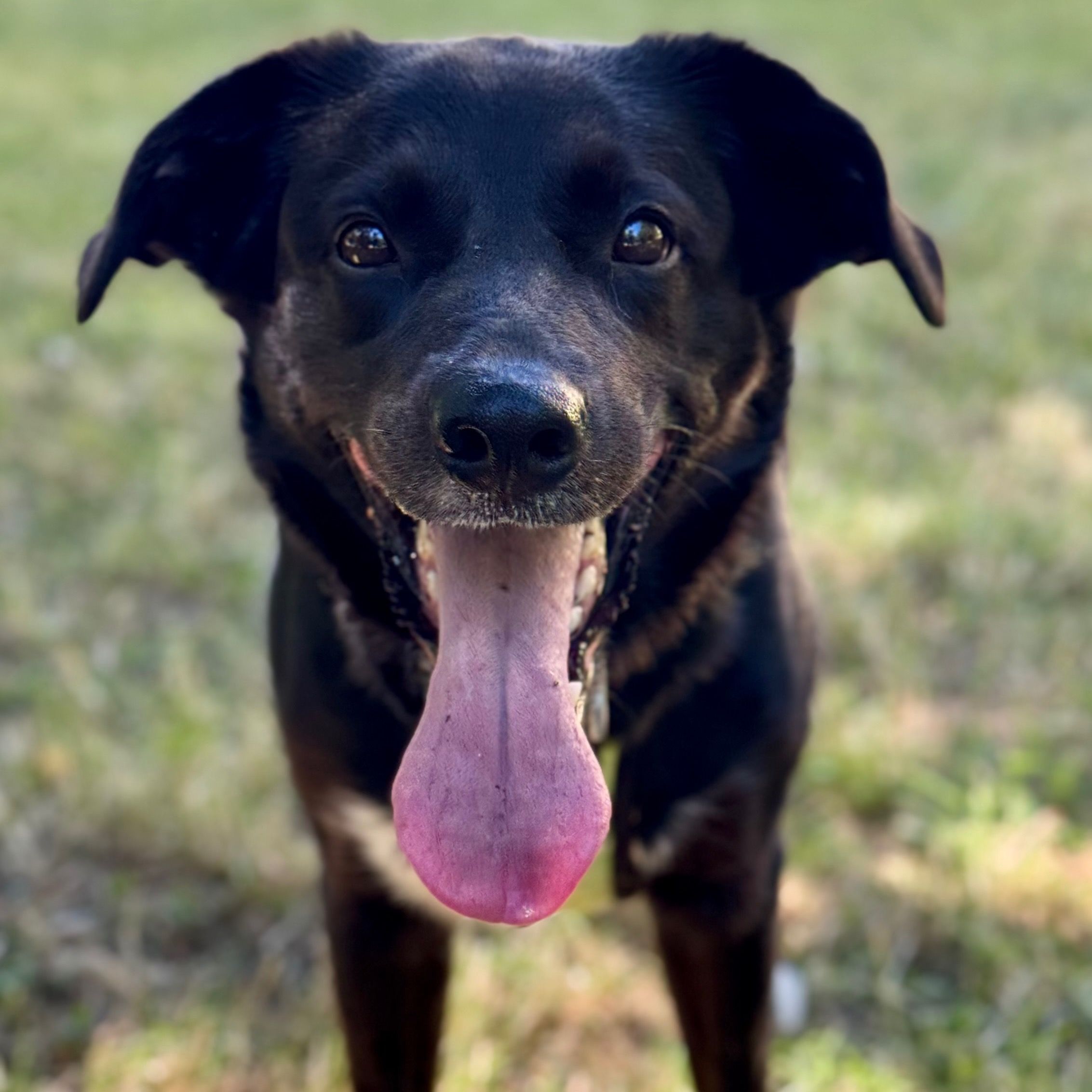 Soutěžní fotografie - Toby,  Uruguajský cimarron