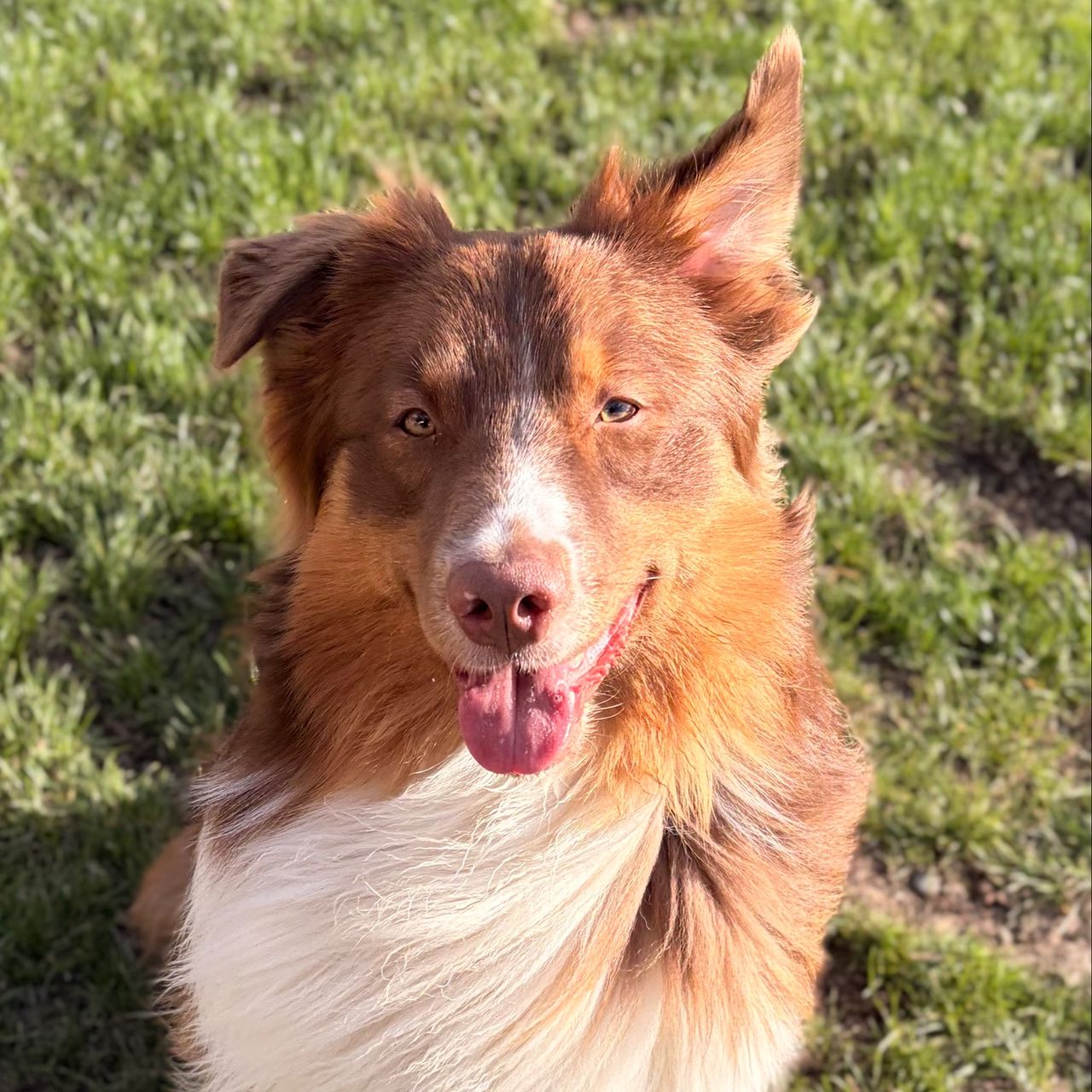 Soutěžní fotografie - Pimpi,  Australský ovčák