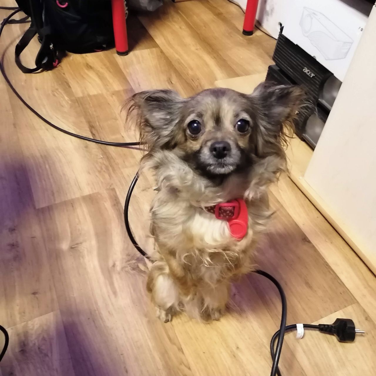 Soutěžní fotografie - Sofinka Majinkej Pejšek,  Čivava