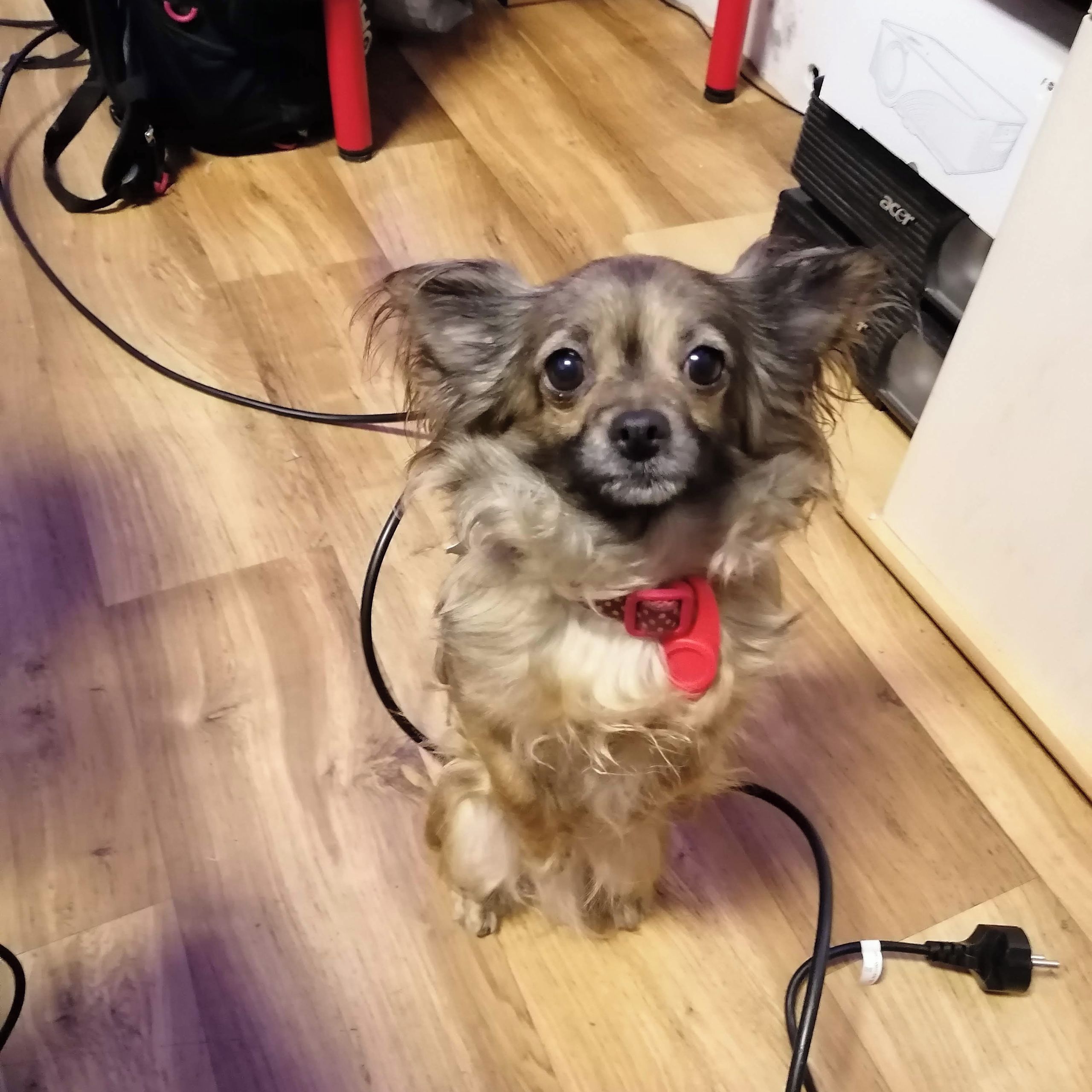 Soutěžní fotografie - Sofinka Majinkej Pejšek,  Čivava