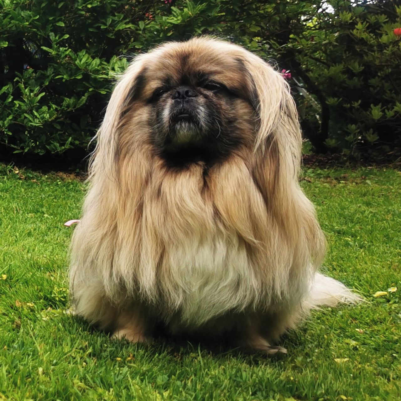 Soutěžní fotografie - Tobik,  Pekingský palácový psík