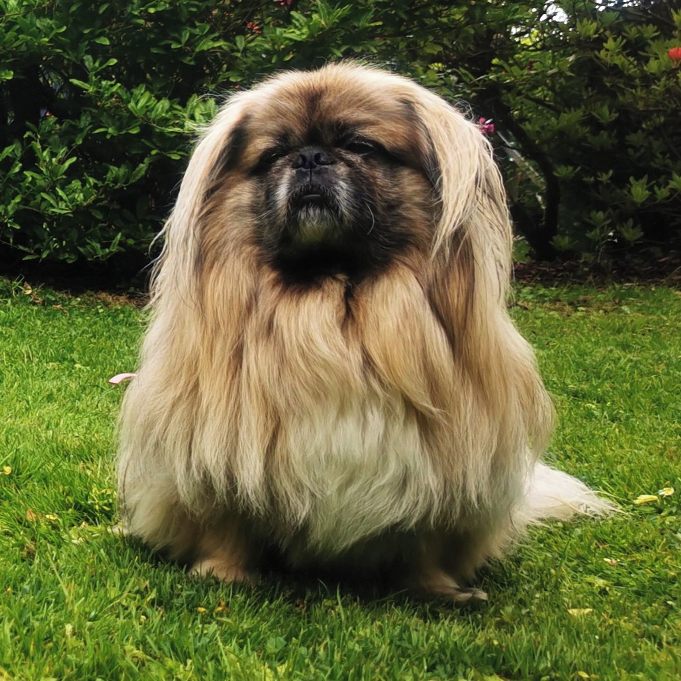 Soutěžní fotografie - Tobik,  Pekingský palácový psík