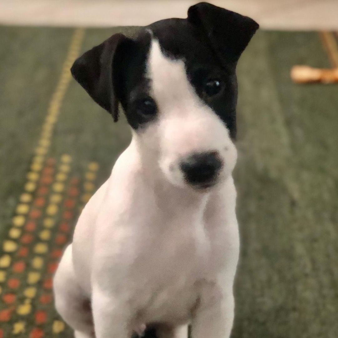 Soutěžní fotografie - CASPER,  Jack Russell Teriér