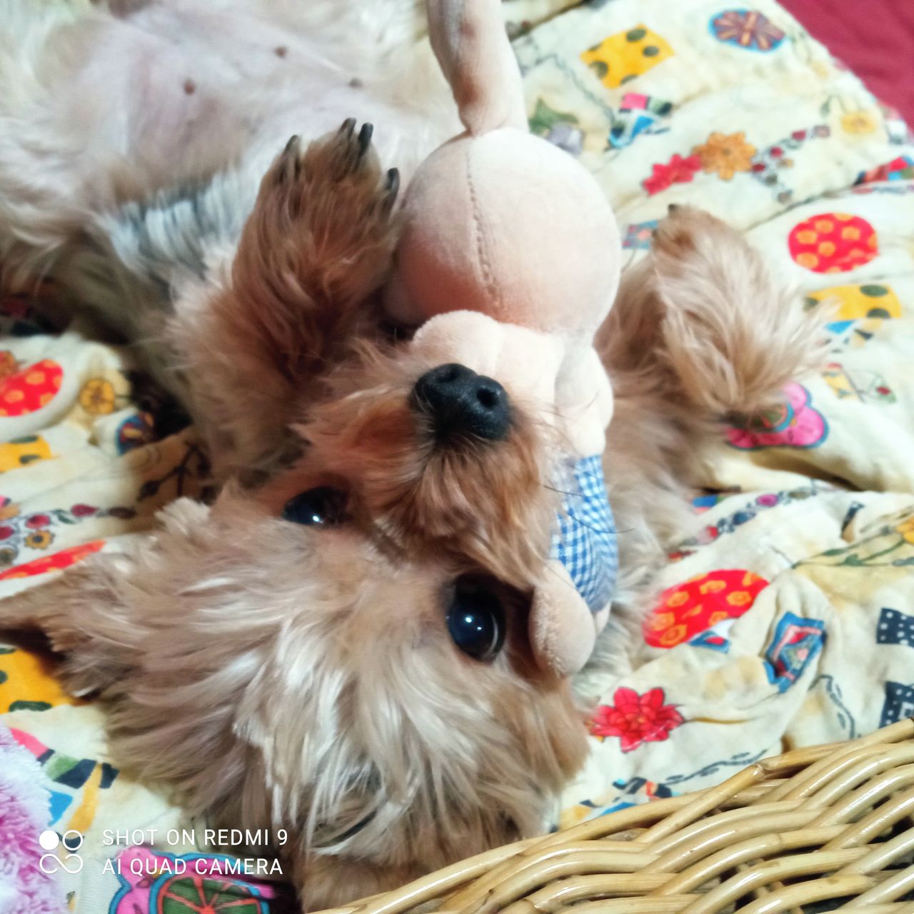 Soutěžní fotografie - Adélka,  Yorkšírský terier