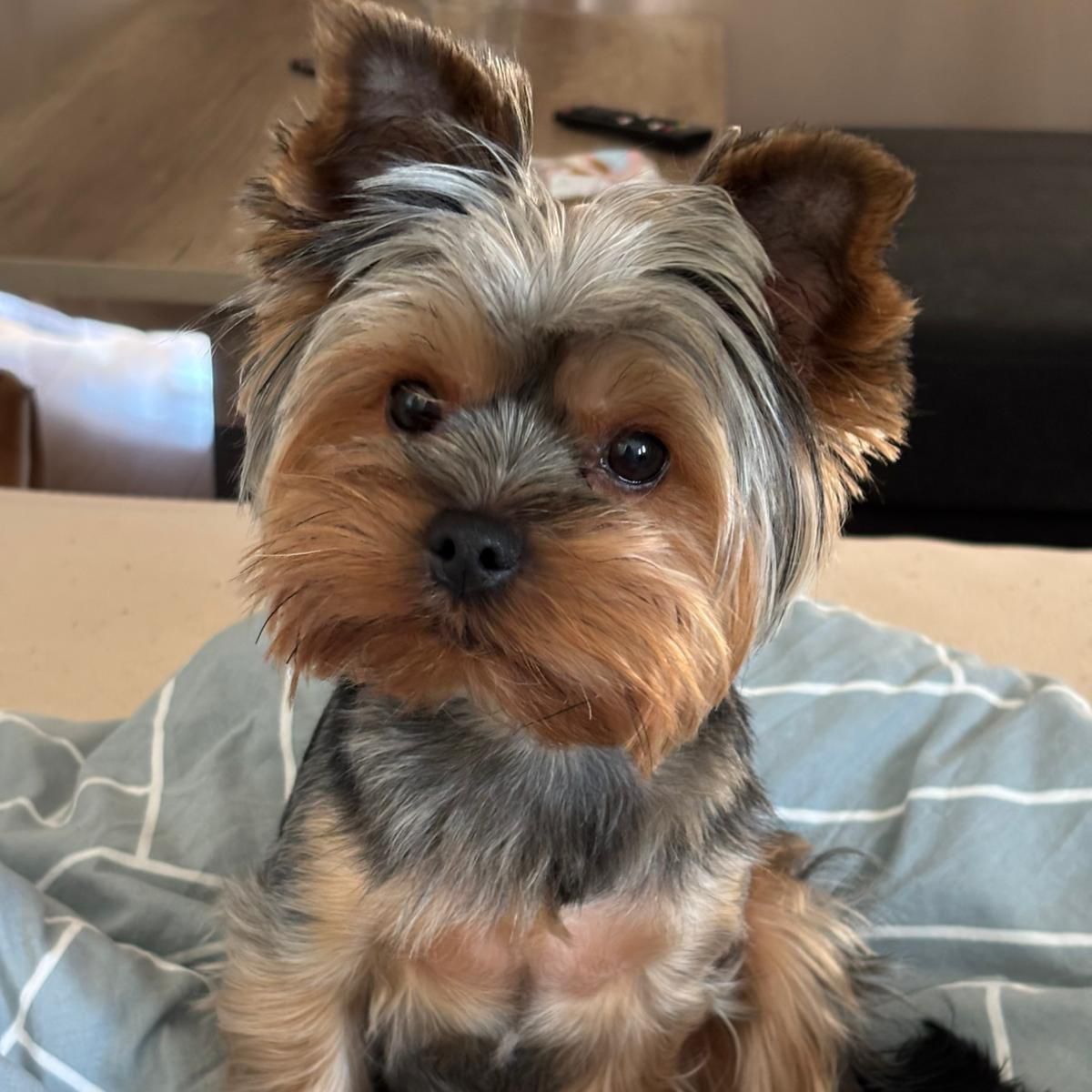 Soutěžní fotografie - Rony,  Yorkšírský terier