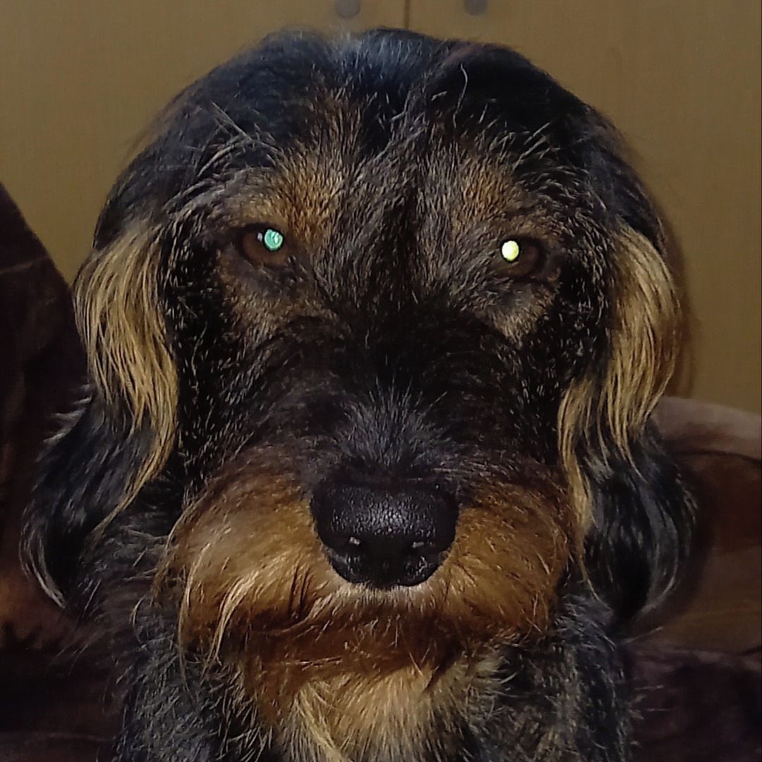 Soutěžní fotografie - Bob rodne Azar,  Jezevčík