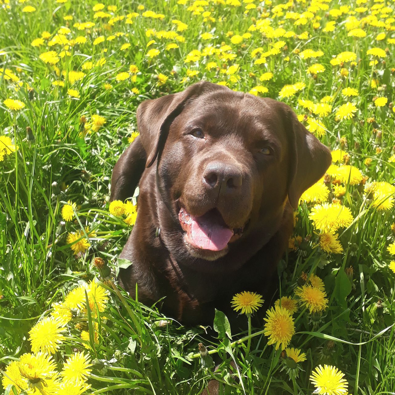Soutěžní fotografie - Maya,  Labradorský retriever