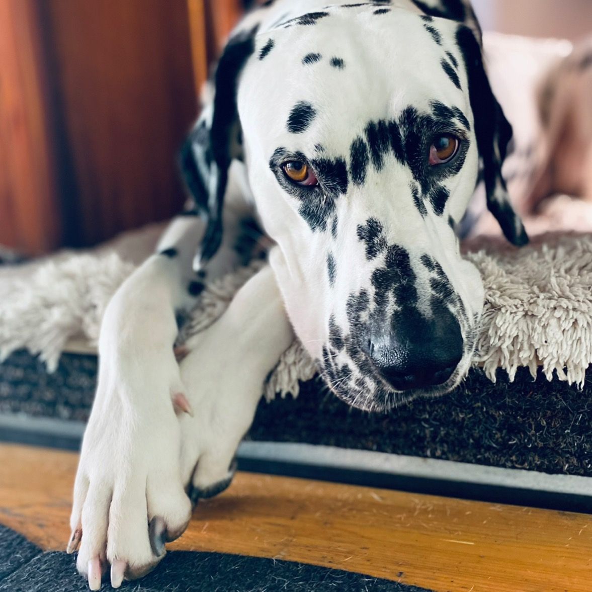 Soutěžní fotografie - Brit,  Dalmatin