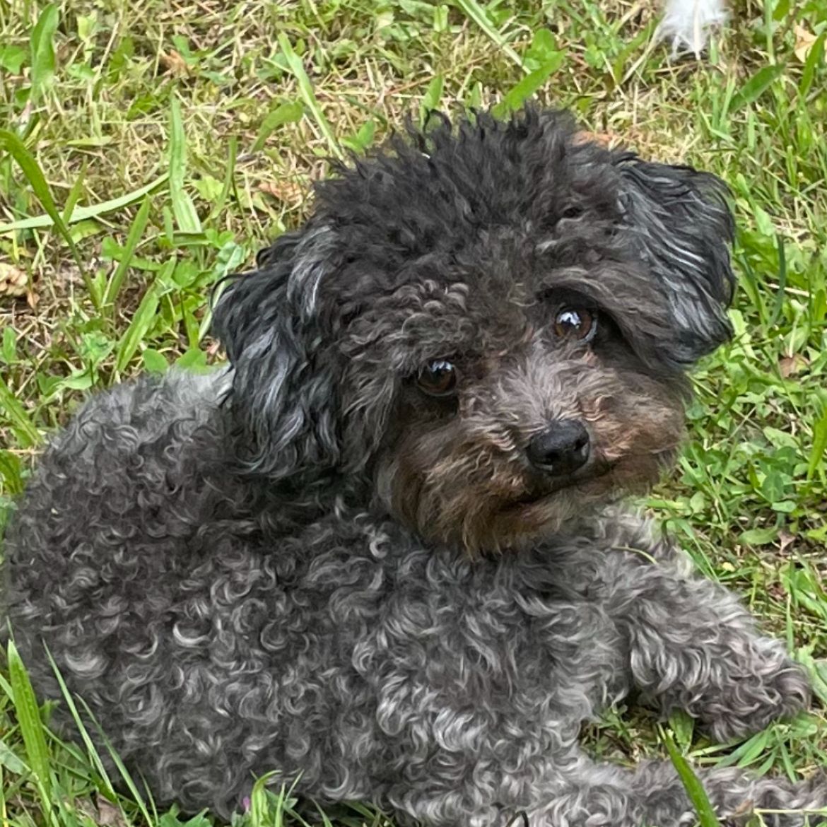 Soutěžní fotografie - Fialka,  Boloňský psík