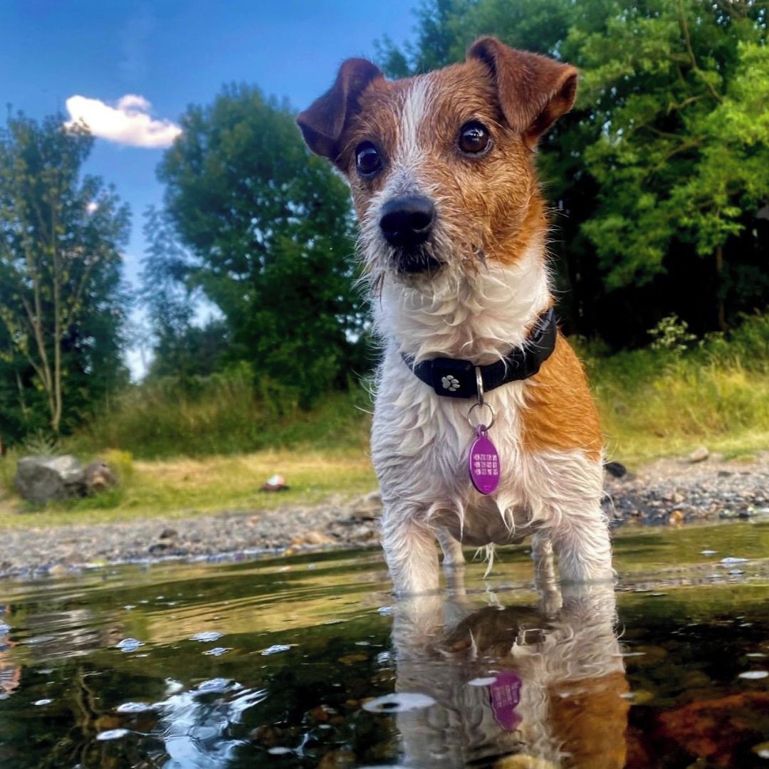 Soutěžní fotografie - Amy,  Jack Russell Teriér
