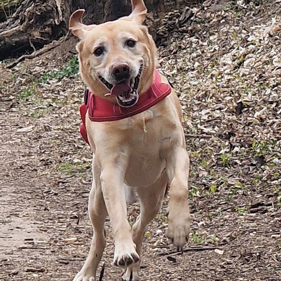 Soutěžní fotografie - MAX,  Labradorský retriever
