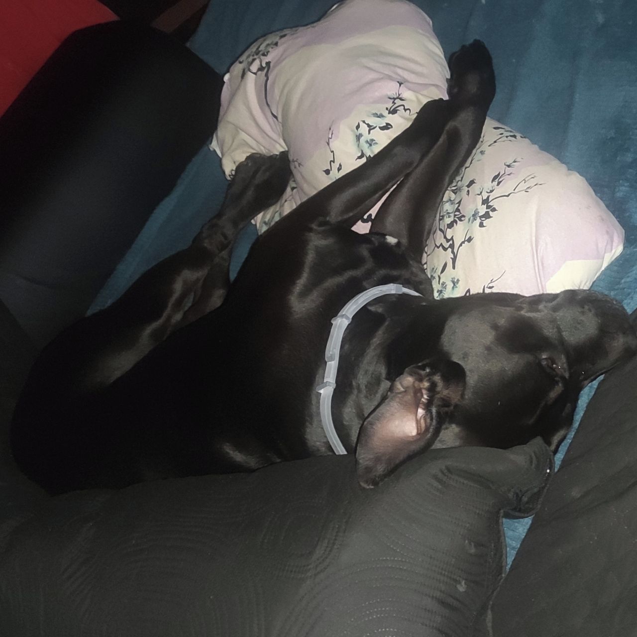 Soutěžní fotografie - Tyson,  Ostatní