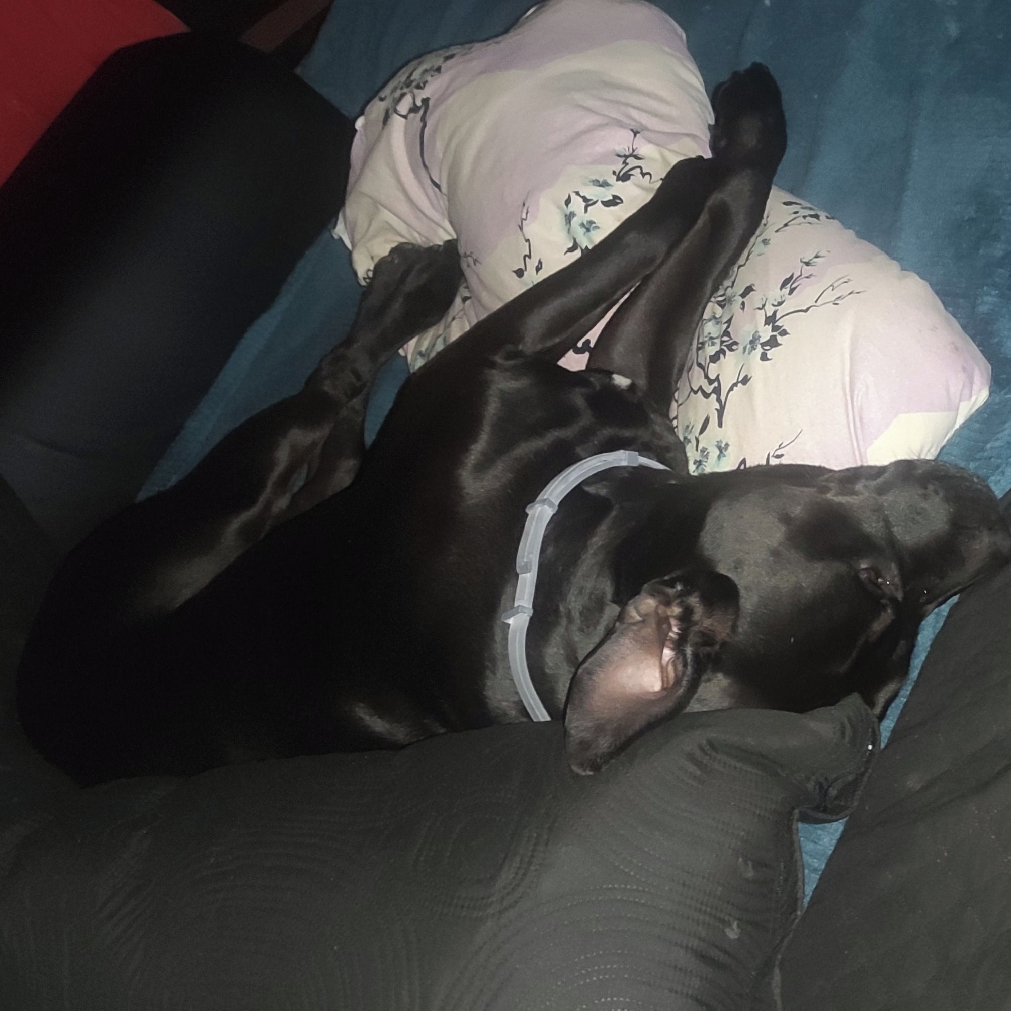 Soutěžní fotografie - Tyson,  Ostatní