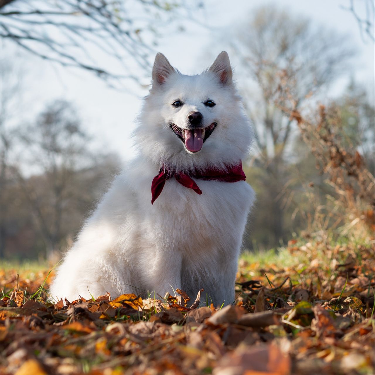 Soutěžní fotografie - Maxík,  Německý špic