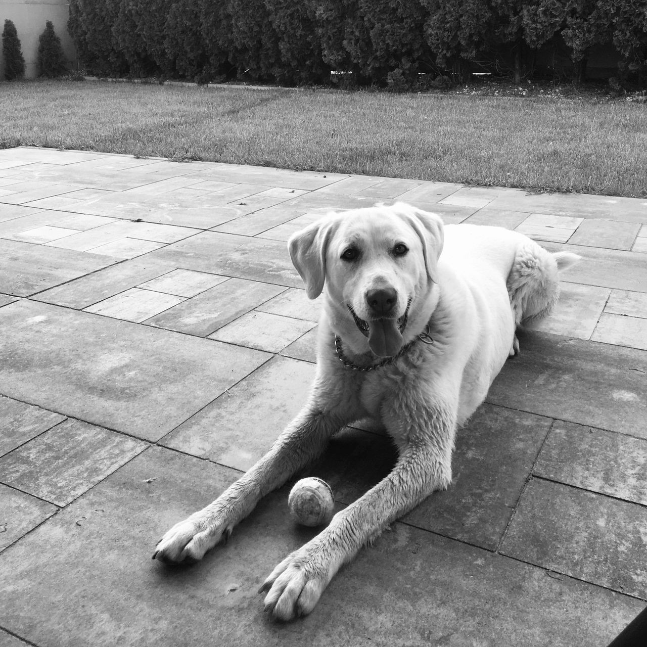 Soutěžní fotografie - Maya,  Slovenský čuvač