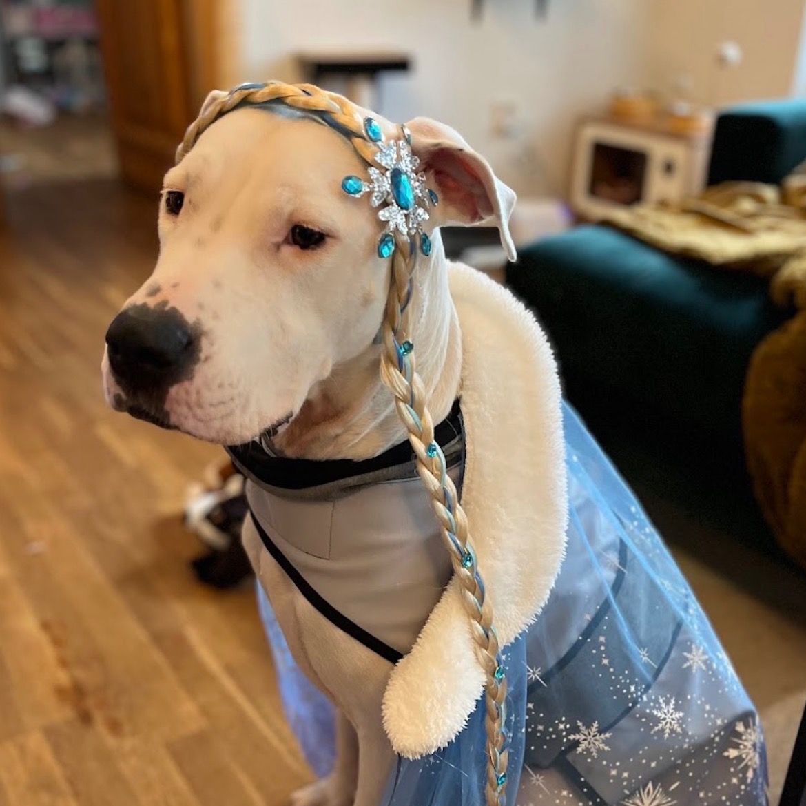 Soutěžní fotografie - Bella,  Argentinská doga